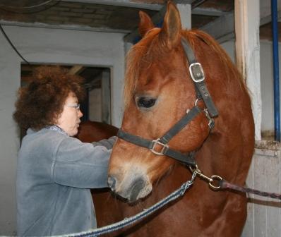 hestemassage undervisning liberty straightness training
