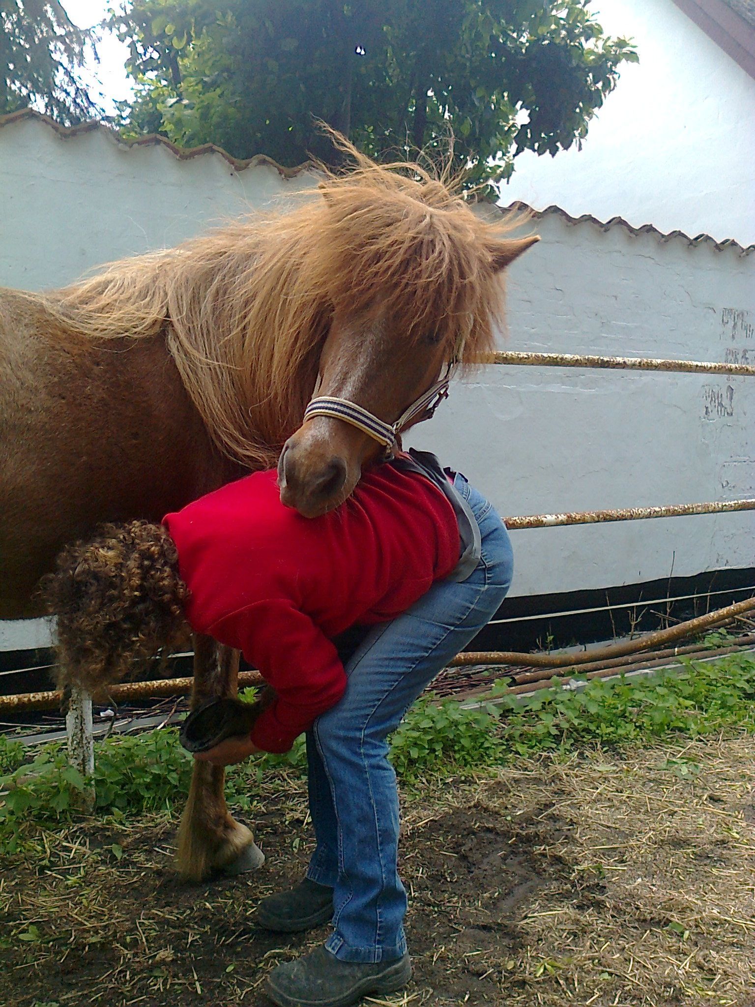 hest undervisning trning
