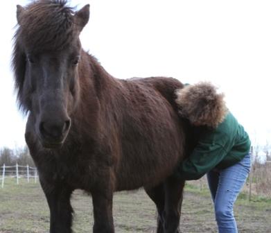 brn ridetur ridning ponytrk dragr