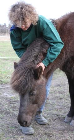 hestemassage brn ridetur ridning ponytrk dragr