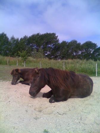 hestemassage undervisning liberty straightness training