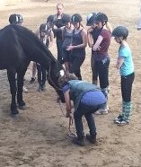 hestemassage Hestekundskab brn ridetur ridning pony dragr